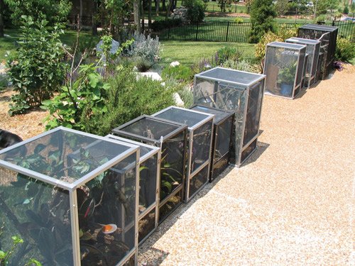 Abronia enclosures