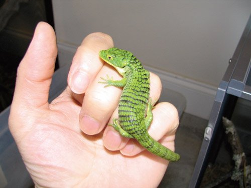 Abronia