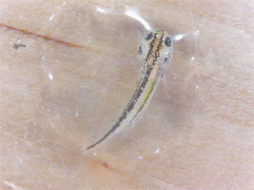 Alpine Newt Larvae are delicate and require special attention to ensure proper growth