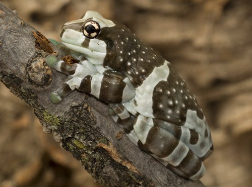 amazon milk frog