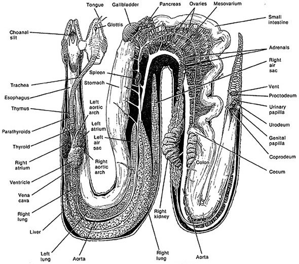 snake anatomy