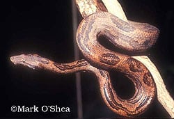 Bevel nosed boa