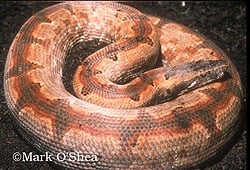 bevel nosed boa
