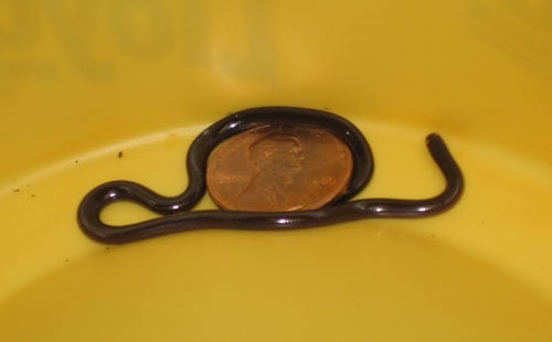 blind snake