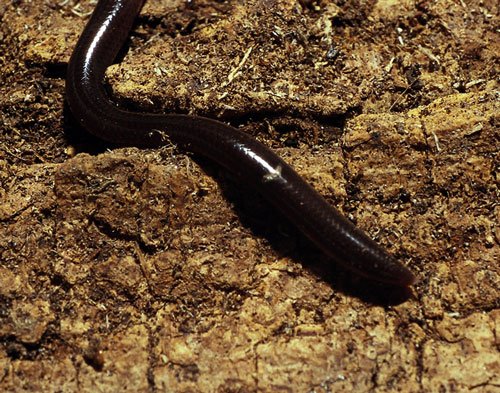blind snake