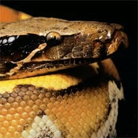 blood python