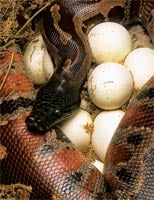 blood python