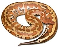 blood python