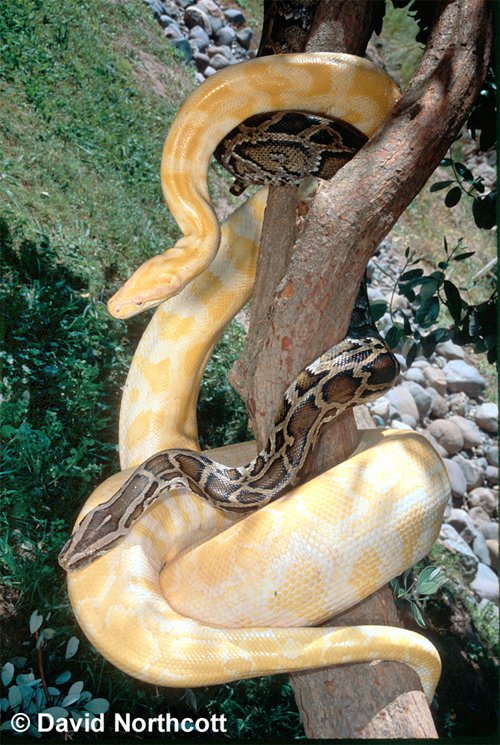 burmese python