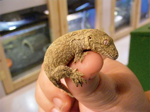 New Caledonian Giant Gecko
