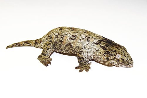 New Caledonian Giant Gecko