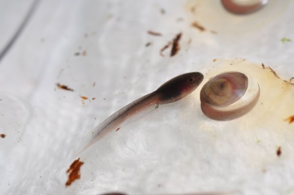 cinnamon frog tadpole