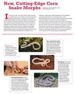 Corn Snake Morphs