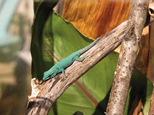 electric blue day gecko