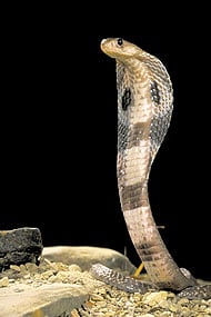 cobra