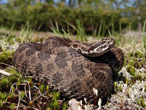 Eastern Massasauga Rattlesnake