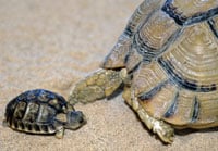 The fragility of a hatchling Egyptian tortiose requires special attention by the owner