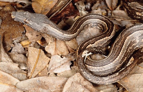 fungus on snake