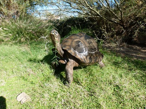 Galapagos tortoise