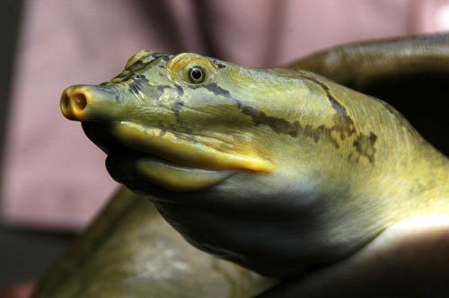 Ganges softshell turtle