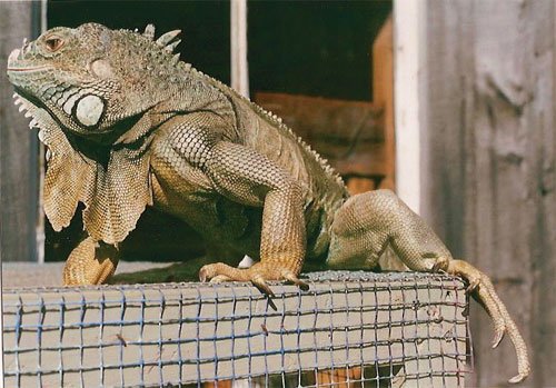 gren iguana