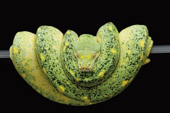 Green Tree Python Green Tree Python