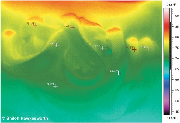 greenm tree python mating temperatures