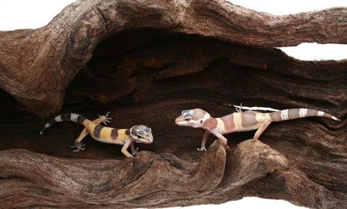 Herp Hides