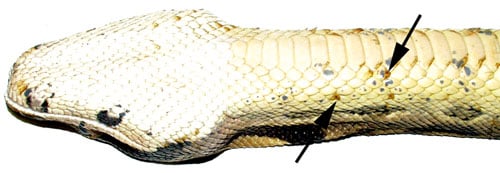 snake inclusion body disease