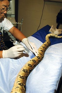 vet inclusion body disease
