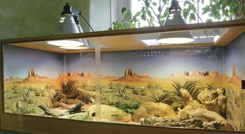 reptile lighting