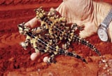 thorny devils