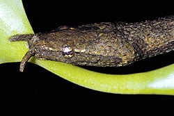 tentacled snake