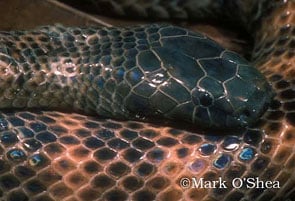 new guinea small eyed snake