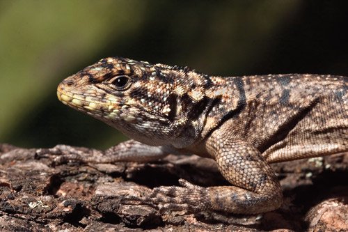 Pantanal