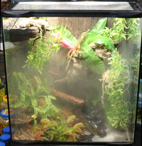 Plants for Reptiles