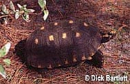 red-footed tortoise