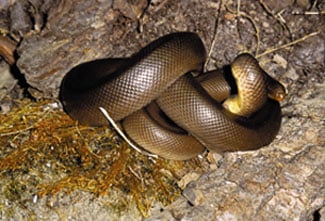 rubber boa