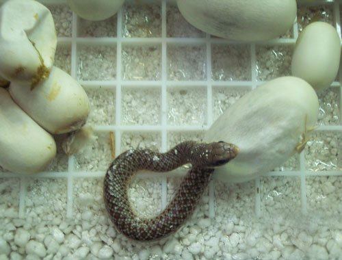 The eggs of a Rufous-Beaked snake need the correct incubation environment and careful watch to ensure proper hatching
