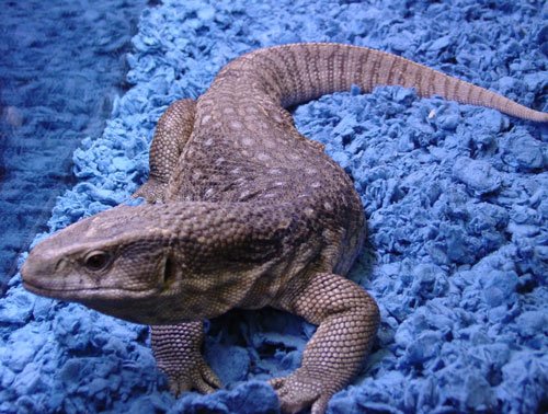 savannah monitor