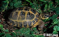 Russian tortoise