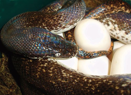 Savu python breeding