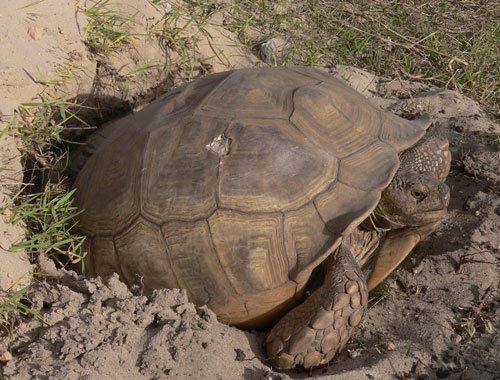 African spurred tortoises can develop infections if kept in too moist of a substrate