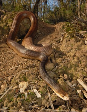 Taipan snakes