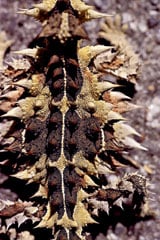 Thorny devil