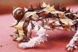 thorny devil