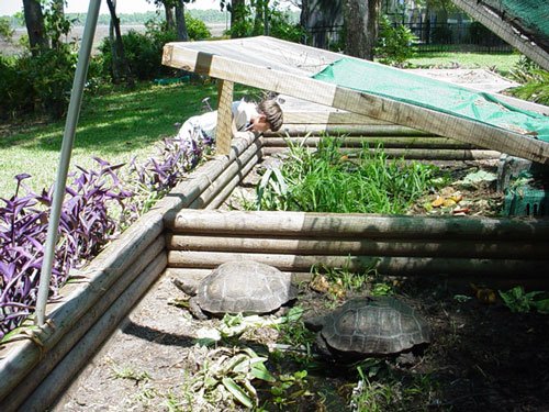 tortoise pen