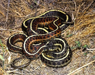 western garter snake