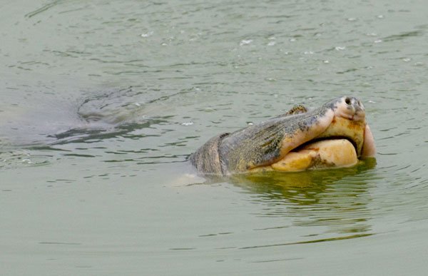 Yangtze softshell turtle