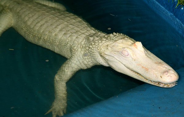 Albino alligator